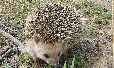 Дагуурын зараа (Mesechinus dauuricus, Sundevall, 1842)